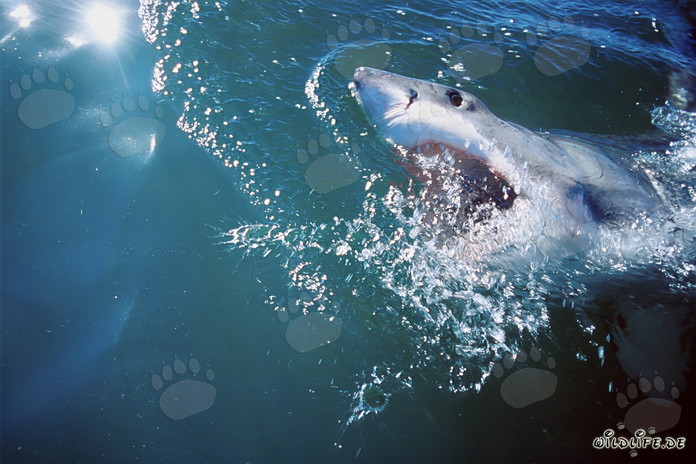 Grand requin blanc dans les profondeurs de l'océan