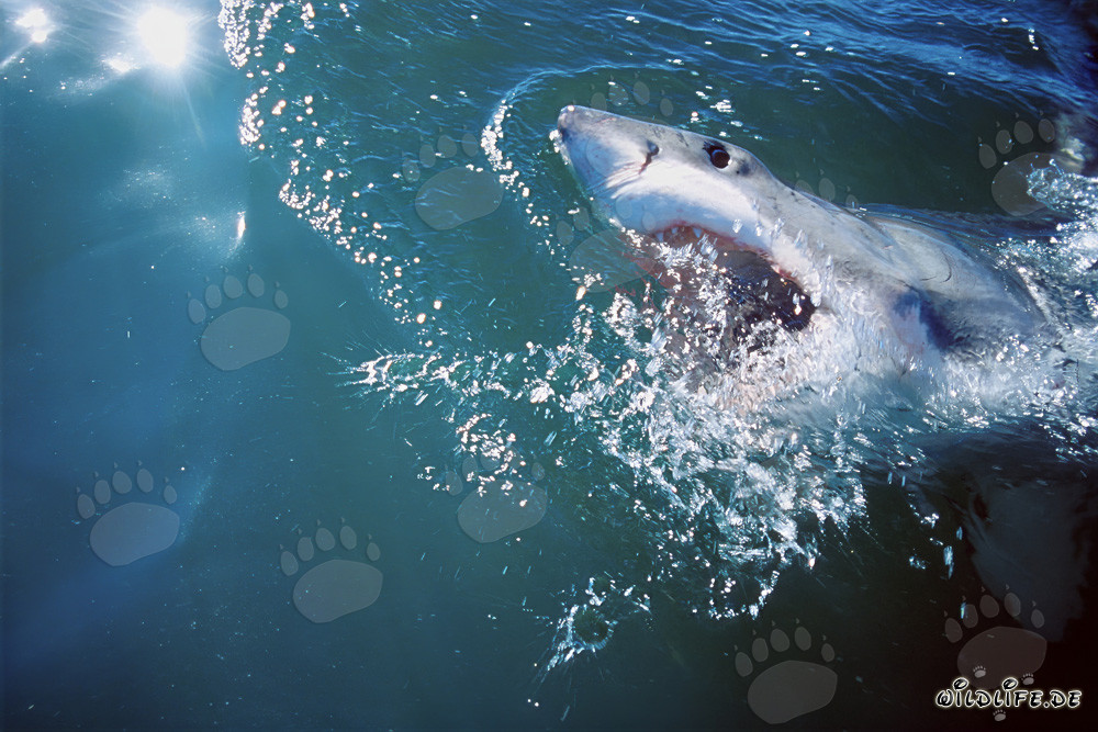 Impressive Great White Shark in the Depths of the Ocean