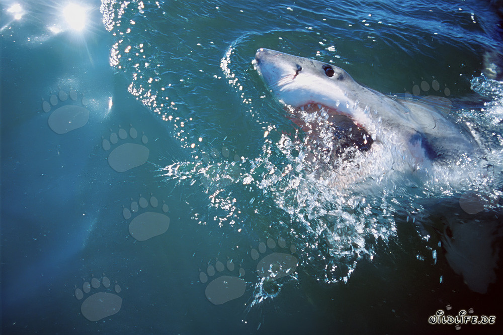 Impresionante tiburón blanco en las profundidades del océano