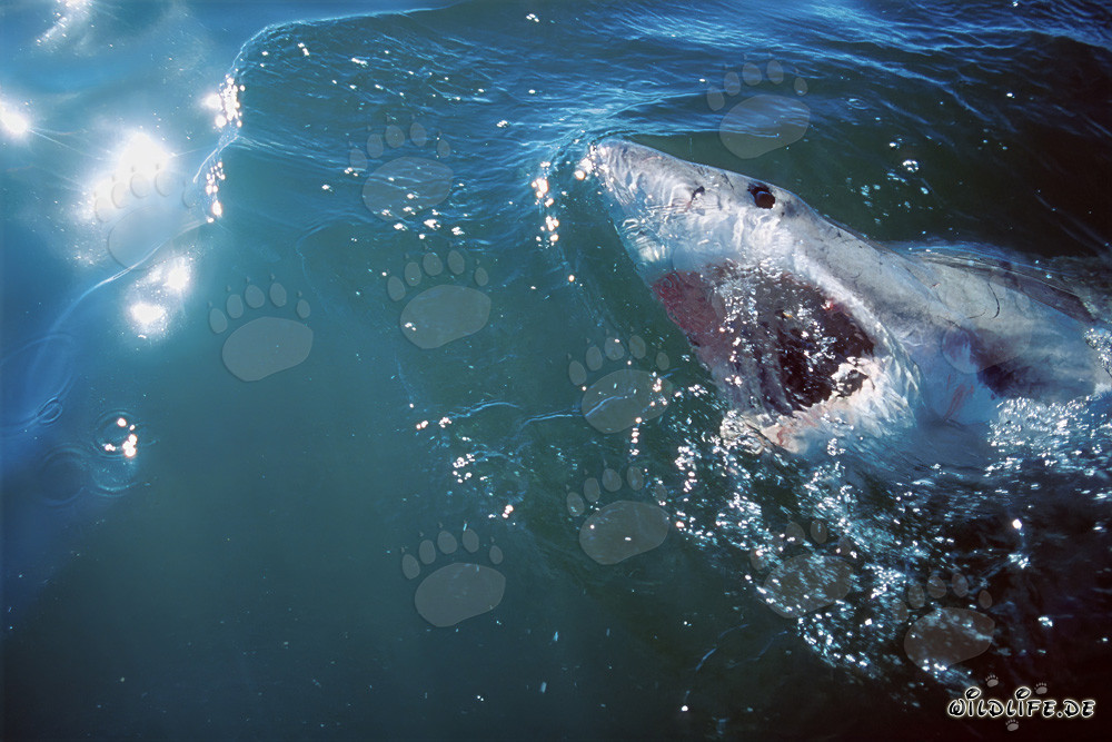 El Gran Tiburón Blanco - Rey de los Mares y Superdepredador del Océano