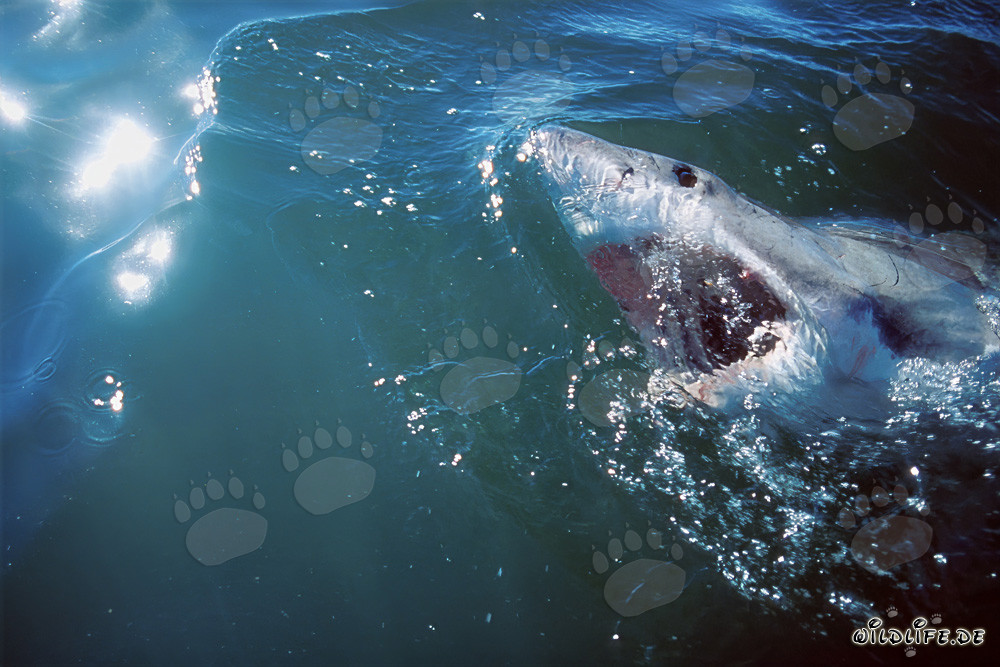 Le Grand Requin Blanc - Roi des Mers et Super Prédateur de l'Océan