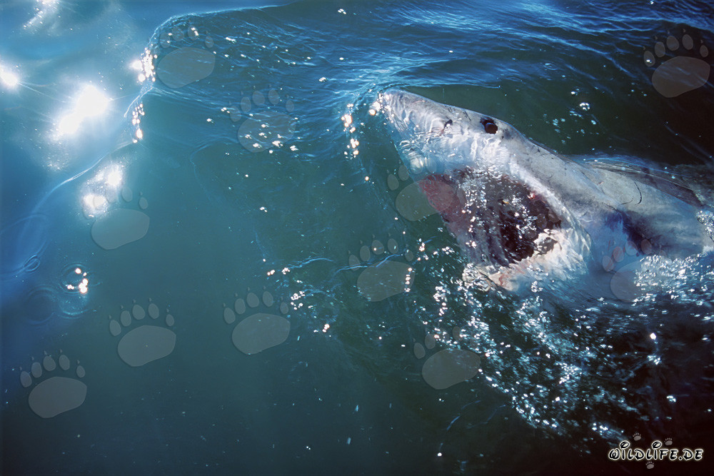 The Great White Shark - King of the Seas and Top Predator of the Ocean