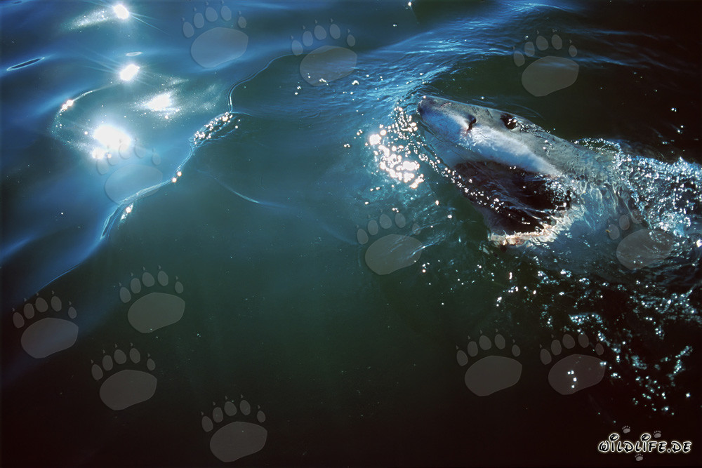 Le grand prédateur majestueux : le Grand Requin Blanc