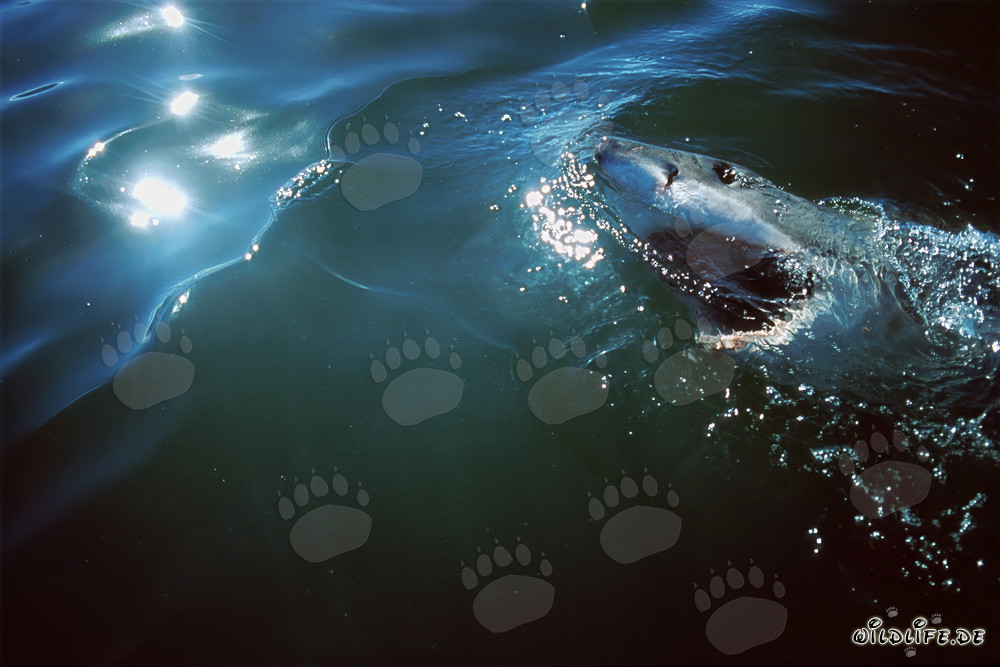 Majestic Super Predator: The Great White Shark
