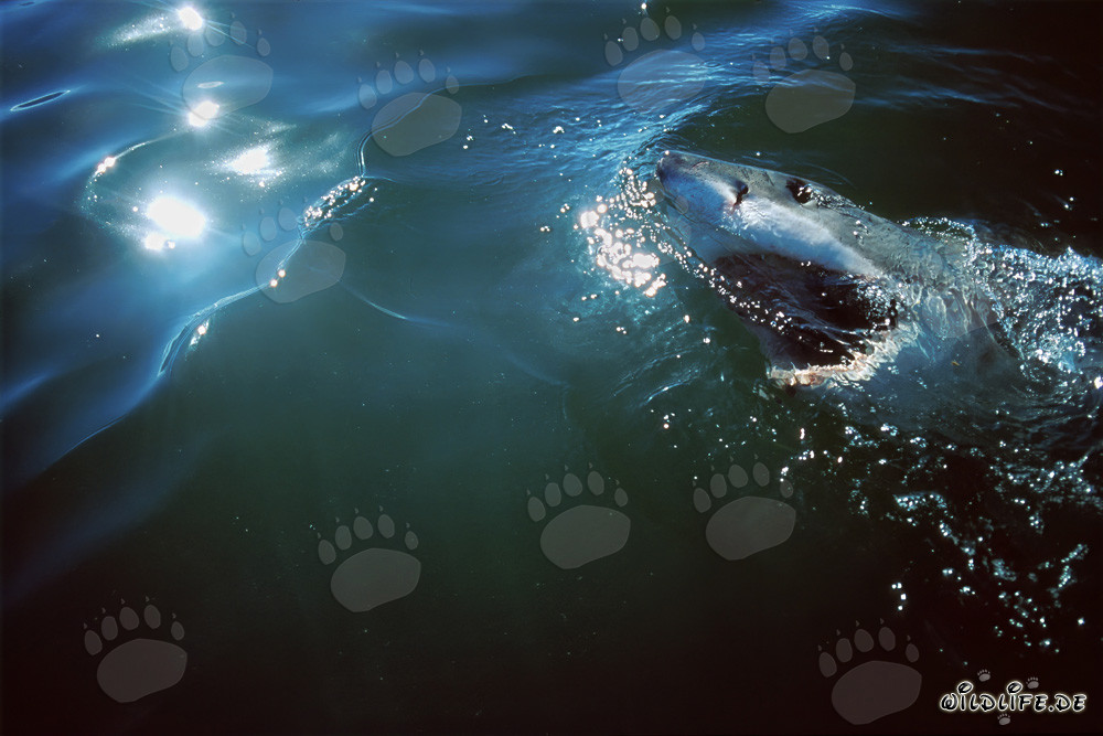 Maestoso superpredatore: lo Squalo Bianco