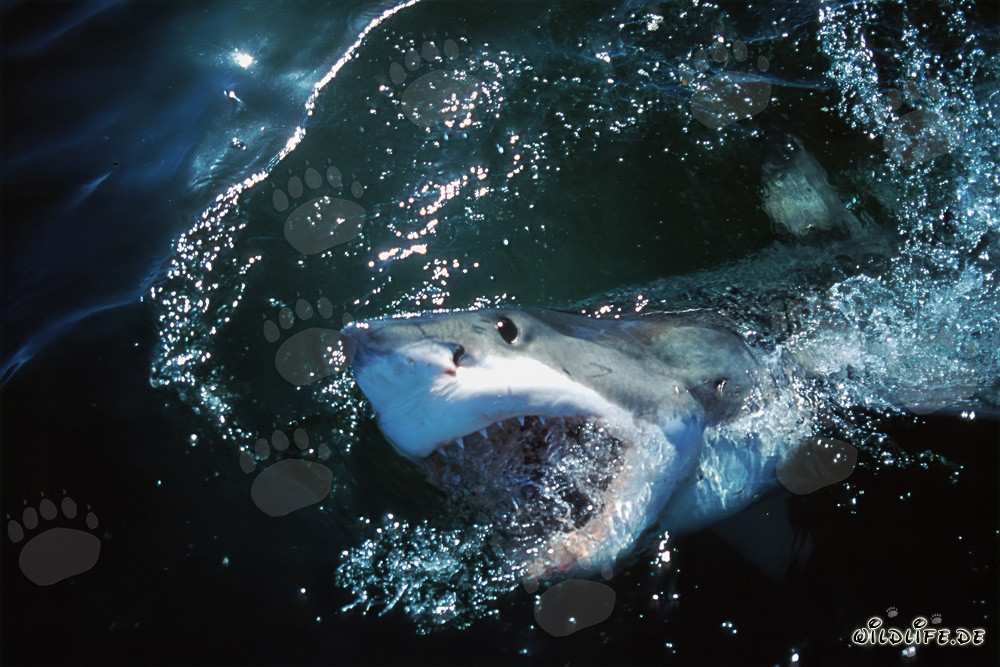 Grand requin blanc émerge des profondeurs de l'océan