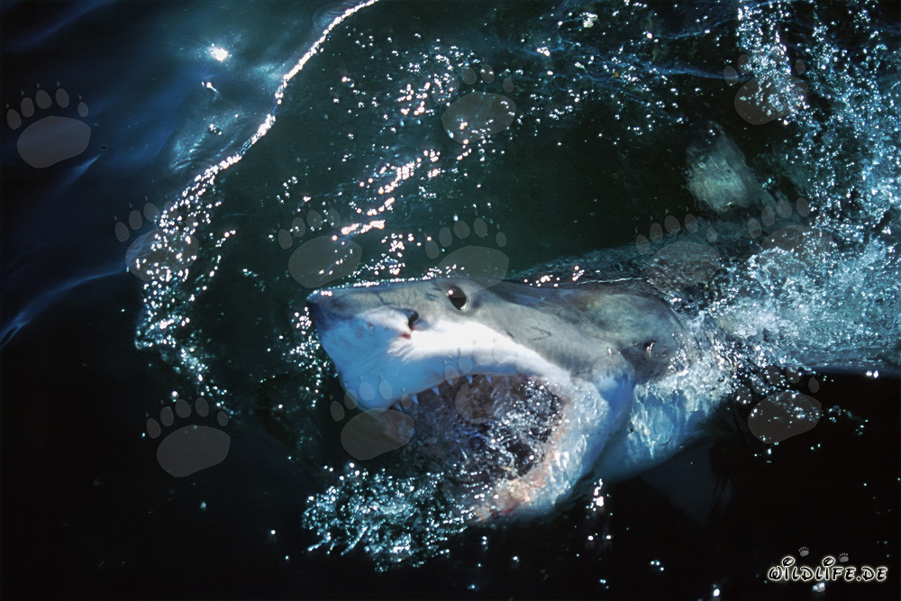 Gran tiburón blanco emerge de las profundidades del océano