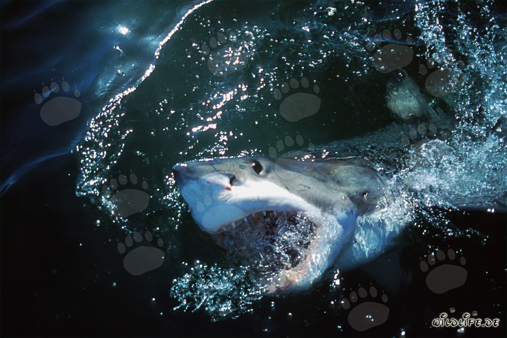 Impressive Great White Shark emerges from the depths of the ocean