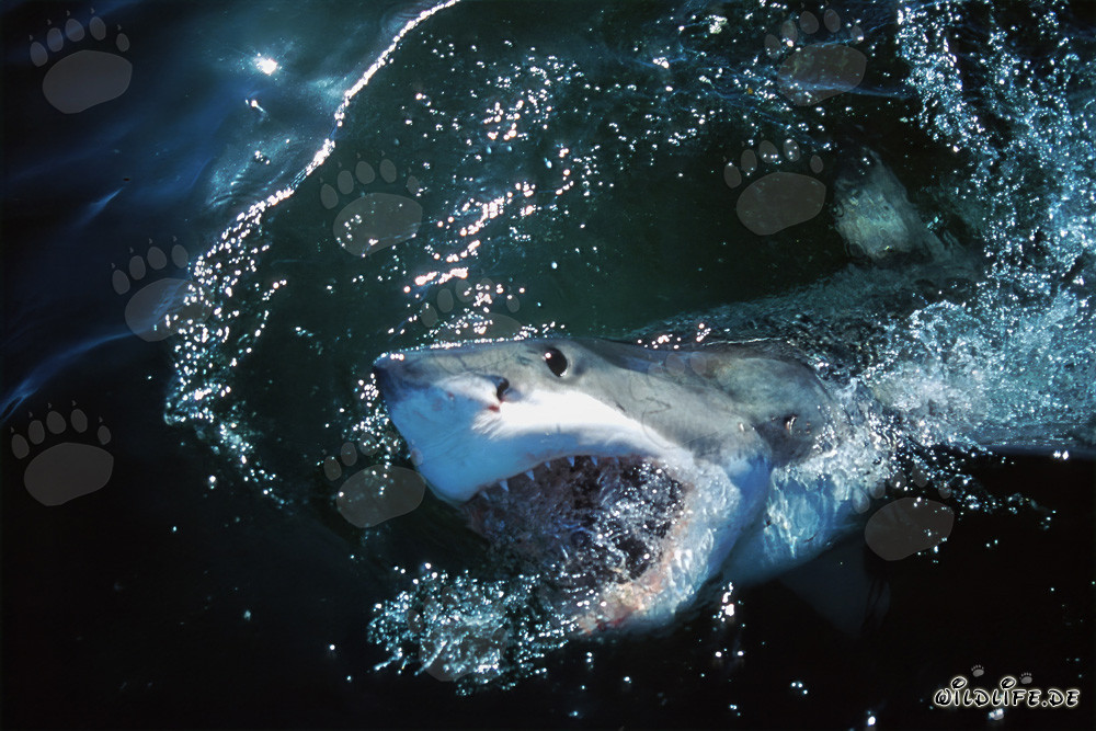 Imponente squalo bianco emerge dalle profondità dell'oceano
