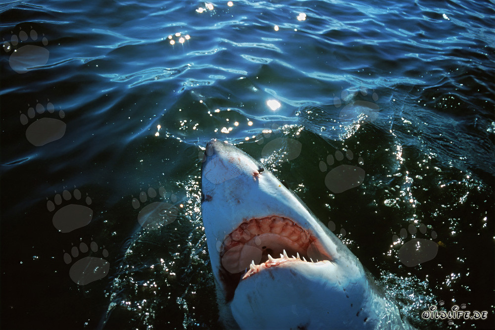 Le Grand requin blanc Carcharodon carcharias
