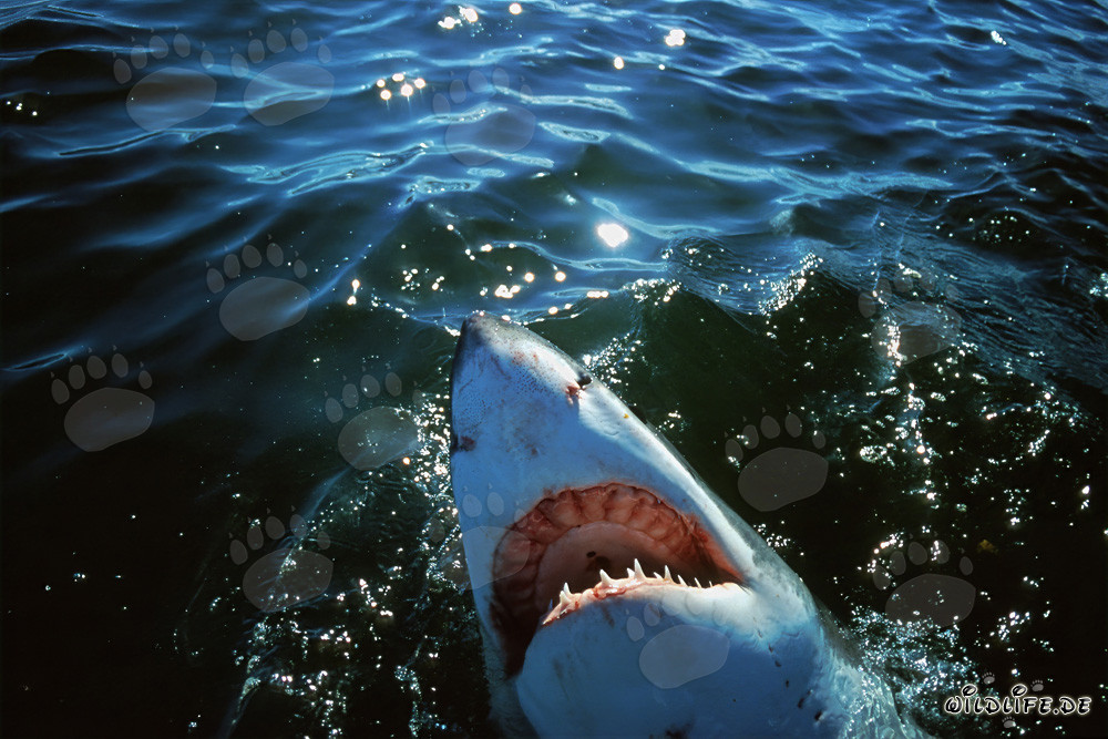 Great White Shark Carcharodon carcharias