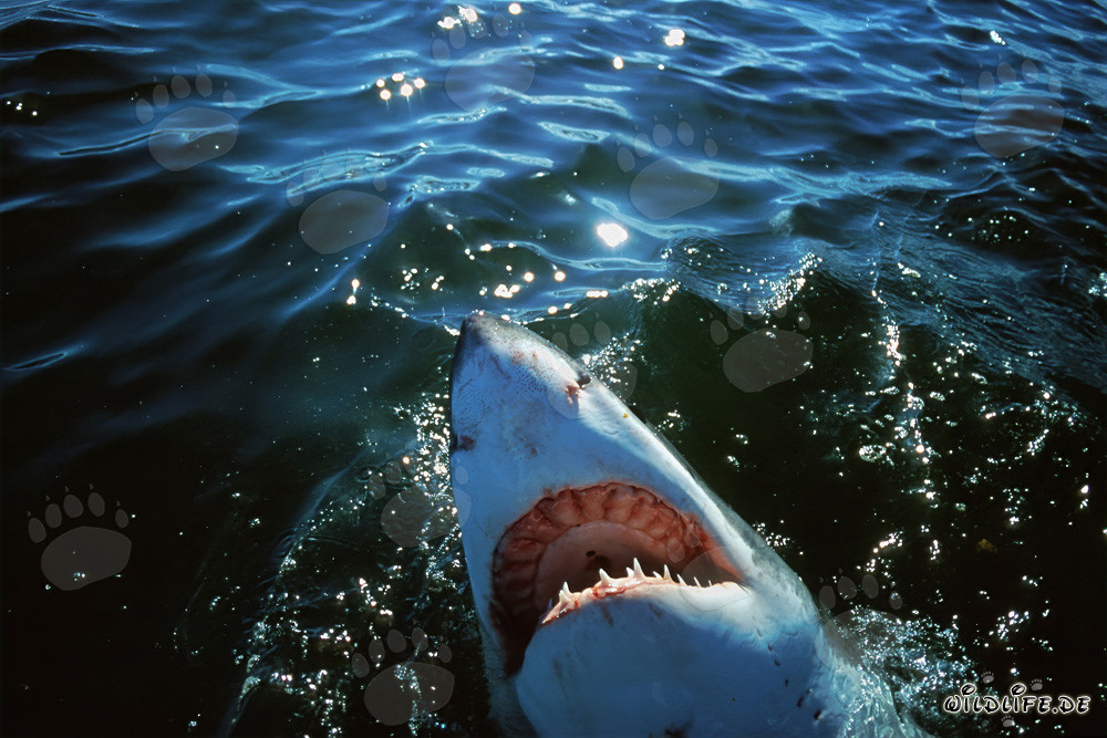 Lo Squalo bianco Carcharodon carcharias