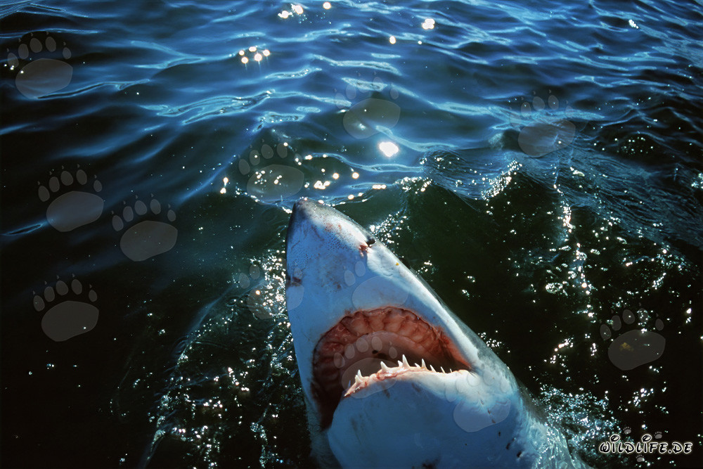 El tiburón blanco Carcharodon carcharias