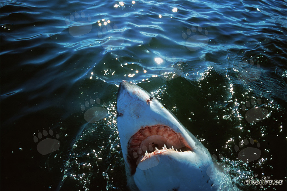 Der Weiße Hai Carcharodon carcharias