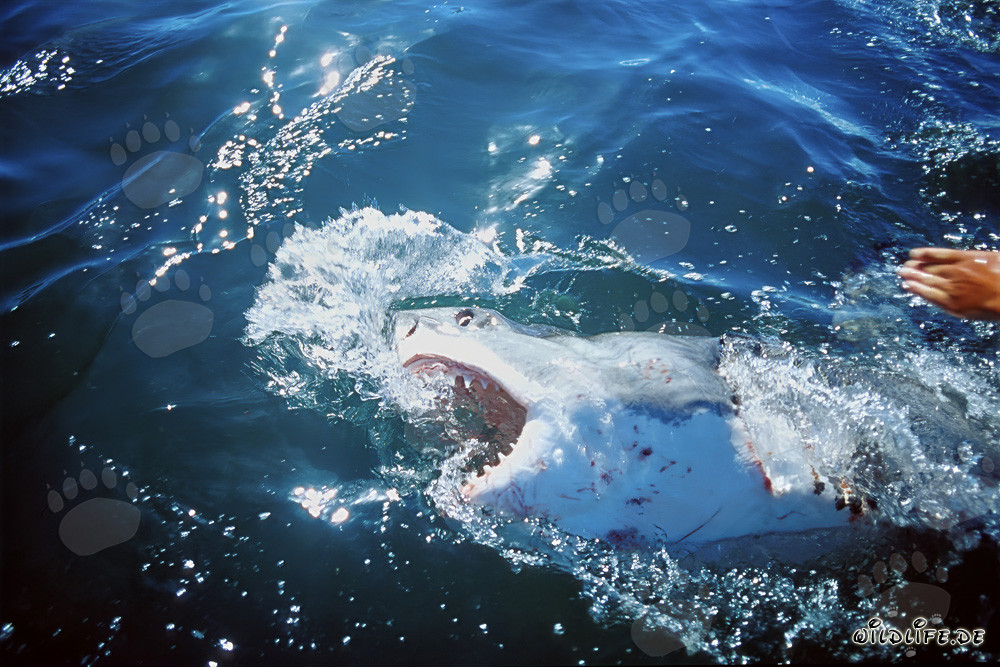Grand requin blanc s'approche de notre moteur hors-bord en Afrique du Sud