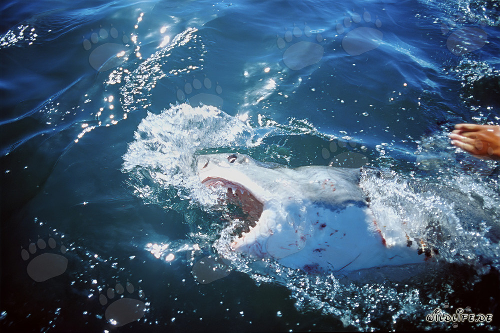 Impressive Great White Shark approaching our outboard engine in South Africa