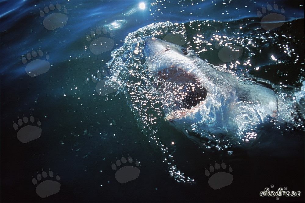 Great White Shark exploring the world above the water surface