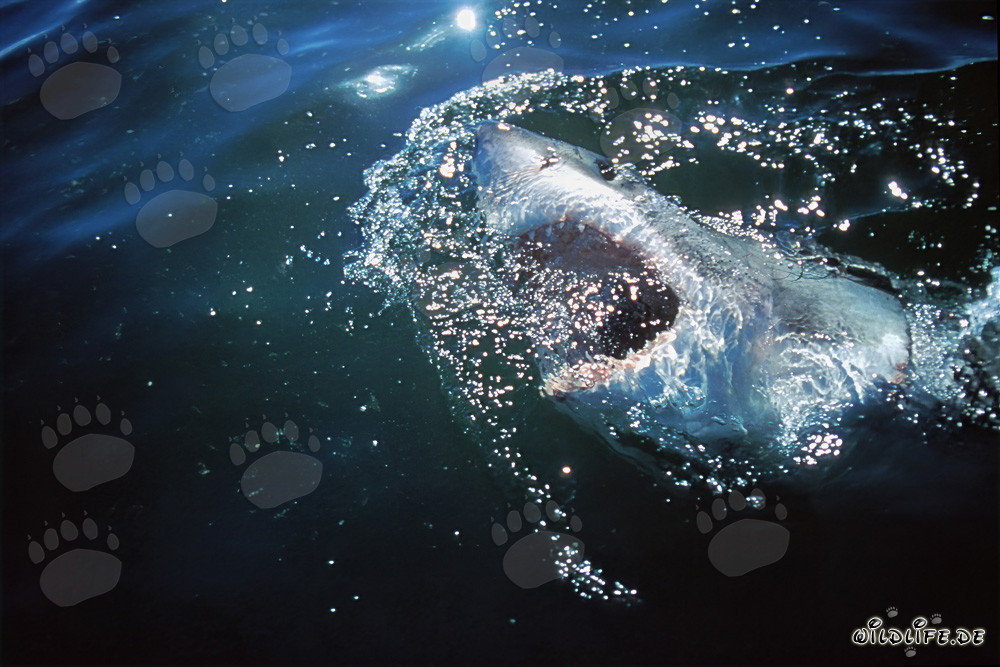 Requin blanc explore le monde au-dessus de l'eau