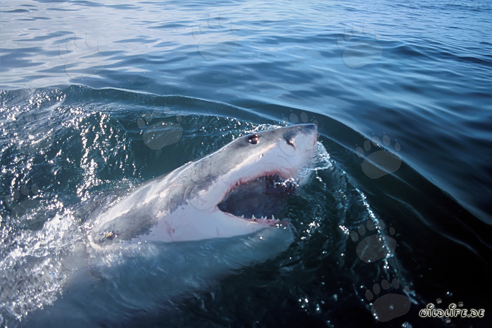 Great White Shark the elegant predator