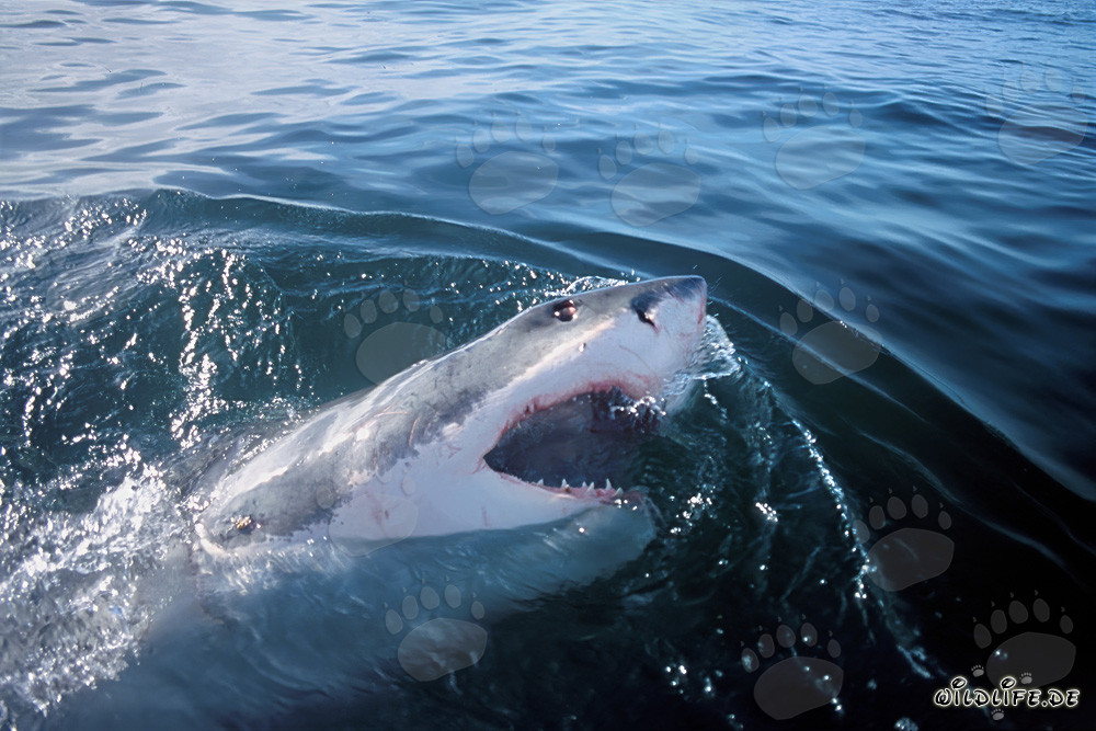 Élégant superprédateur requin blanc