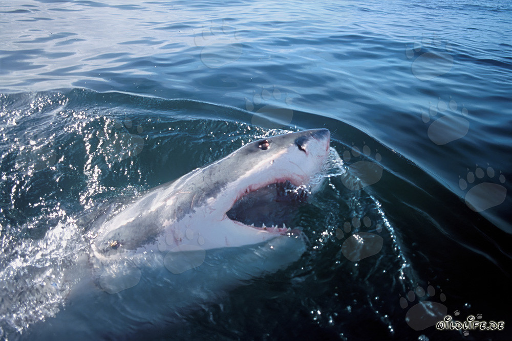 Elegante superpredatore squalo bianco