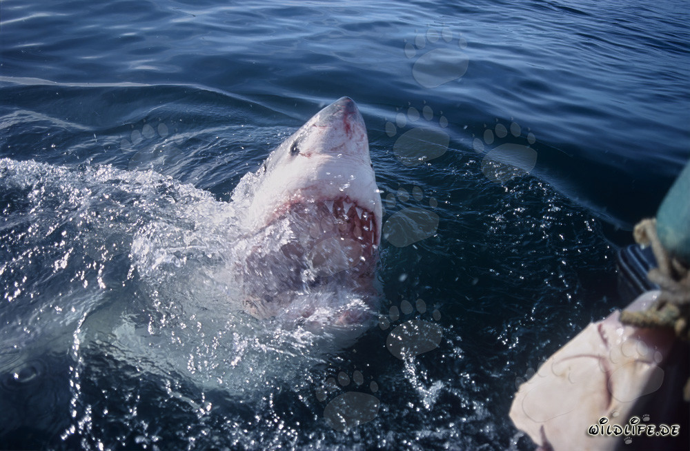 Impressive Great White Shark with Open Jaws