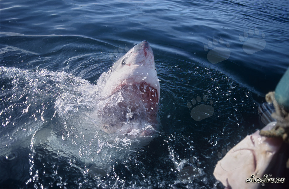 Grand Requin Blanc avec la gueule ouverte