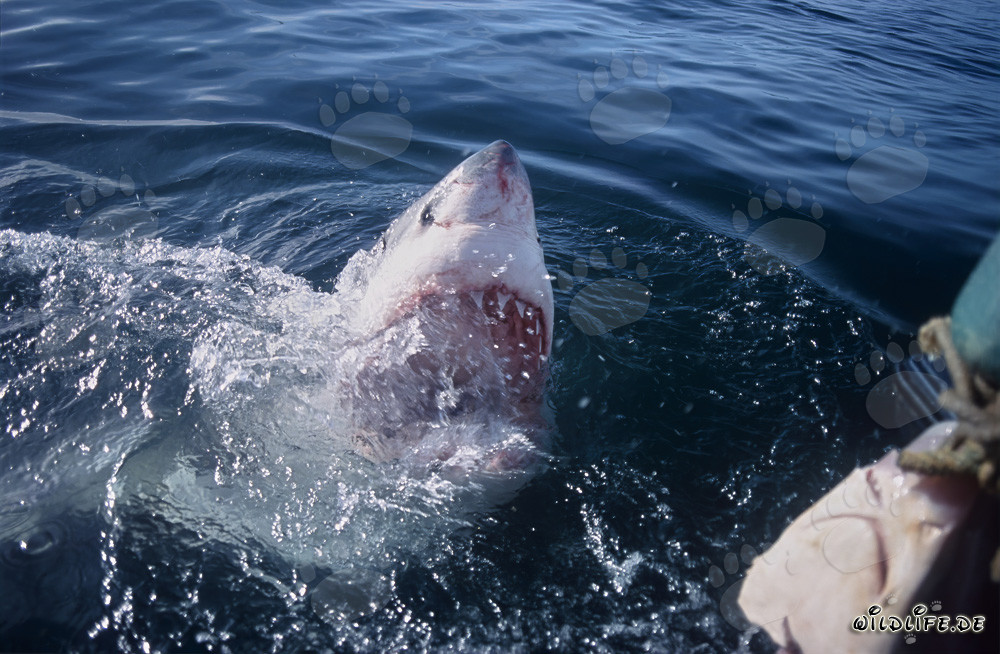 Impresionante Gran Tiburón Blanco con la boca abierta