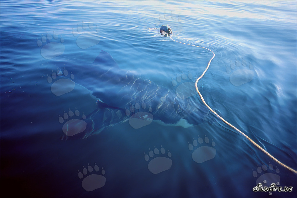 Gran tiburón blanco rodea el cebo frente a la costa de Sudáfrica