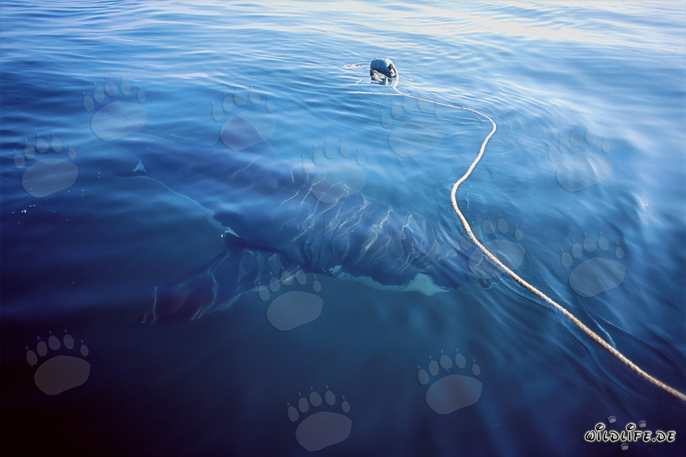 Grand requin blanc entourant l'appât au large de la côte sud-africaine