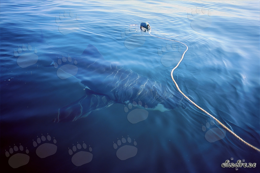 Impressive Great White Shark circling the bait off South Africa's coast
