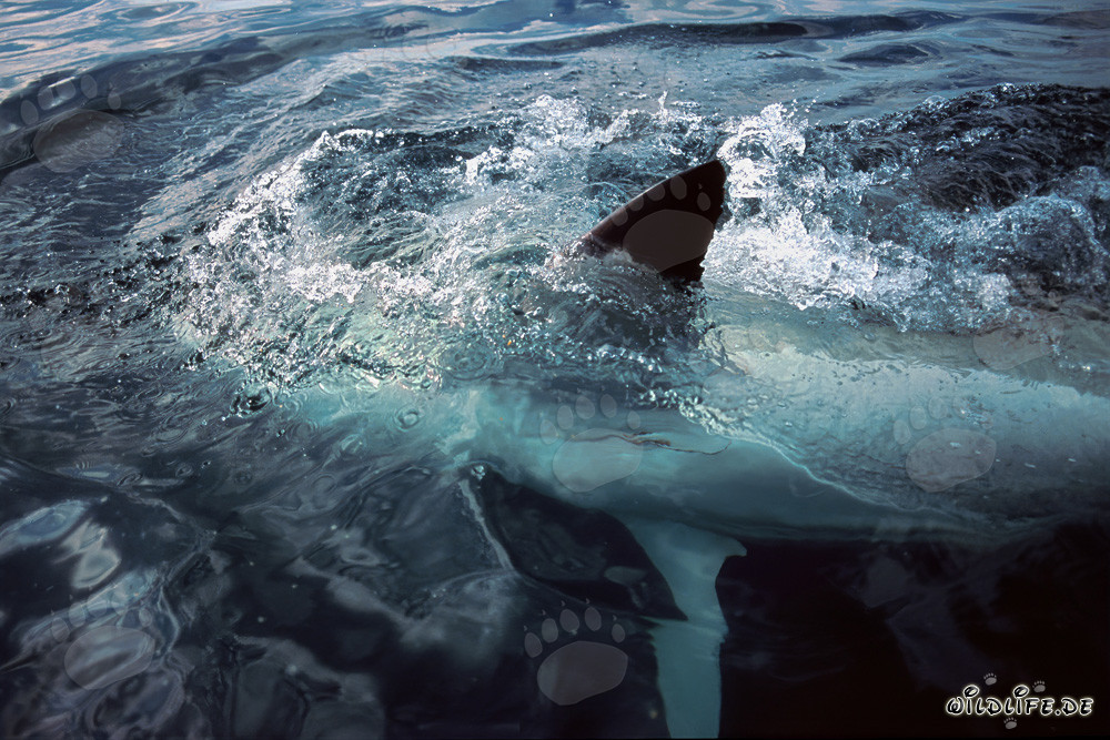 Grand requin blanc présentant sa nageoire pectorale