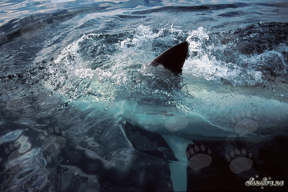 Impresionante tiburón blanco mostrando su aleta pectoral