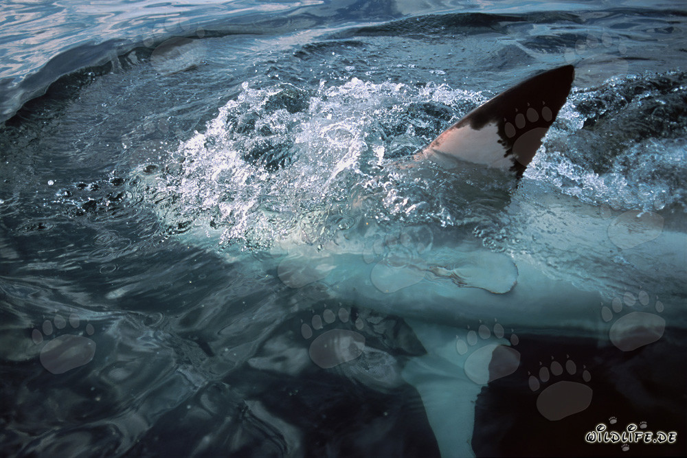 La majestueuse nageoire pectorale du grand requin blanc à la surface de l'eau