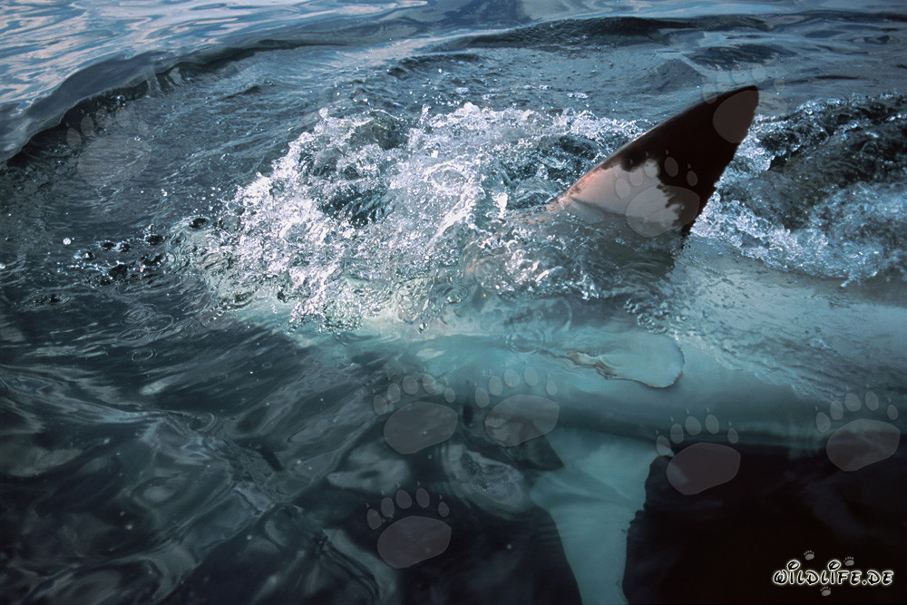 The majestic pectoral fin of the Great White Shark at the water surface