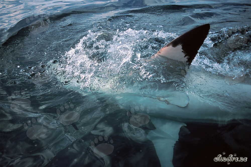 La majestuosa aleta pectoral del tiburón blanco en la superficie del agua