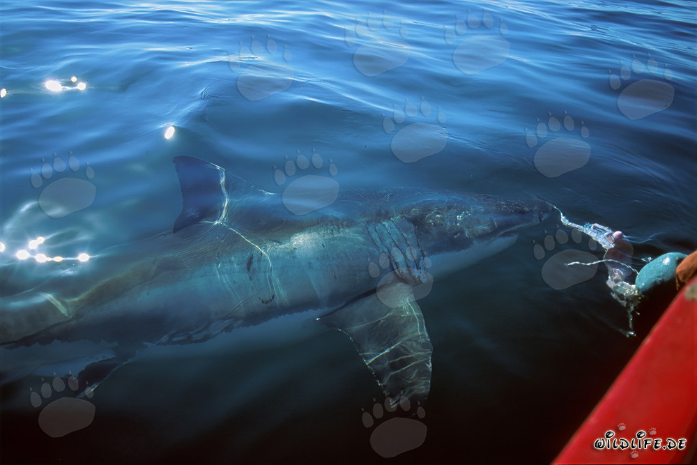 Grand requin blanc majestueux tourne autour du bateau devant Gansbaai