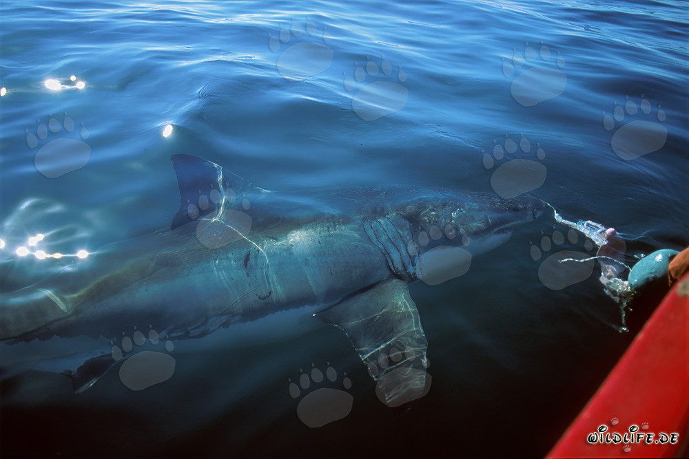 Majestic Great White Shark circling the boat near Gansbaai