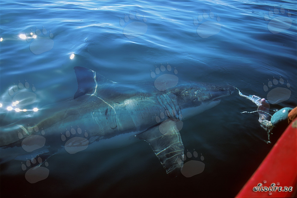 Maestoso squalo bianco circonda la barca di fronte a Gansbaai