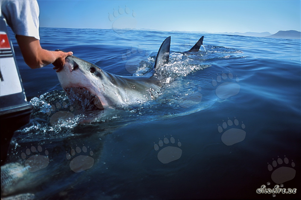 Great White Shark Approaching the Boat near Dyer Island