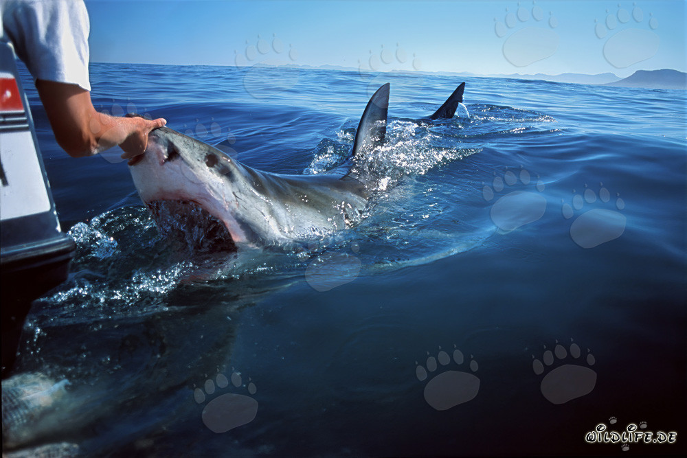 Requin blanc près du bateau devant l'île de Dyer