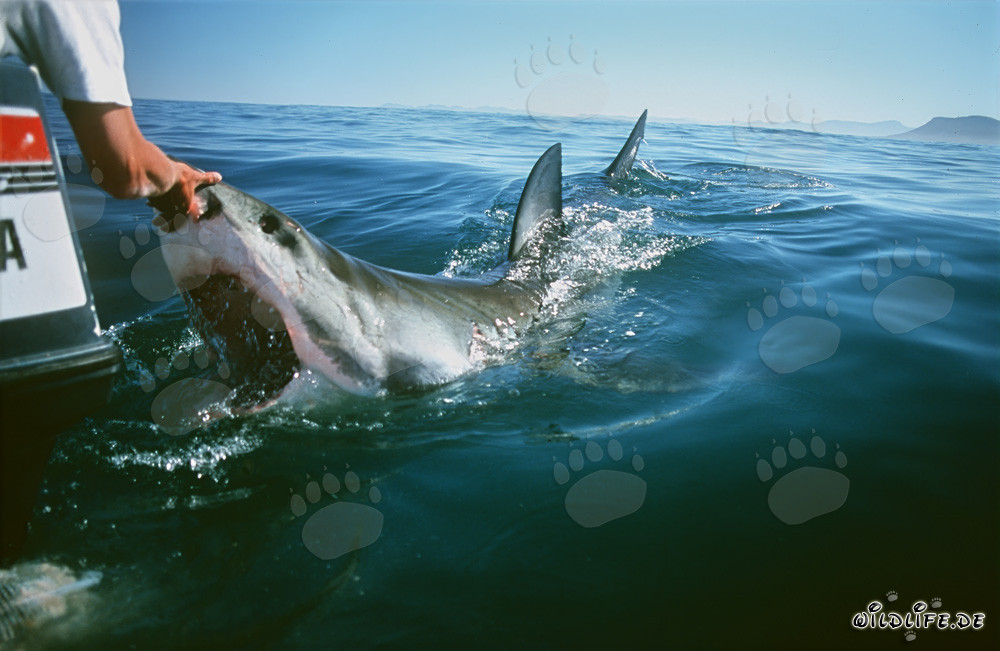Touching the nose of a Great White Shark