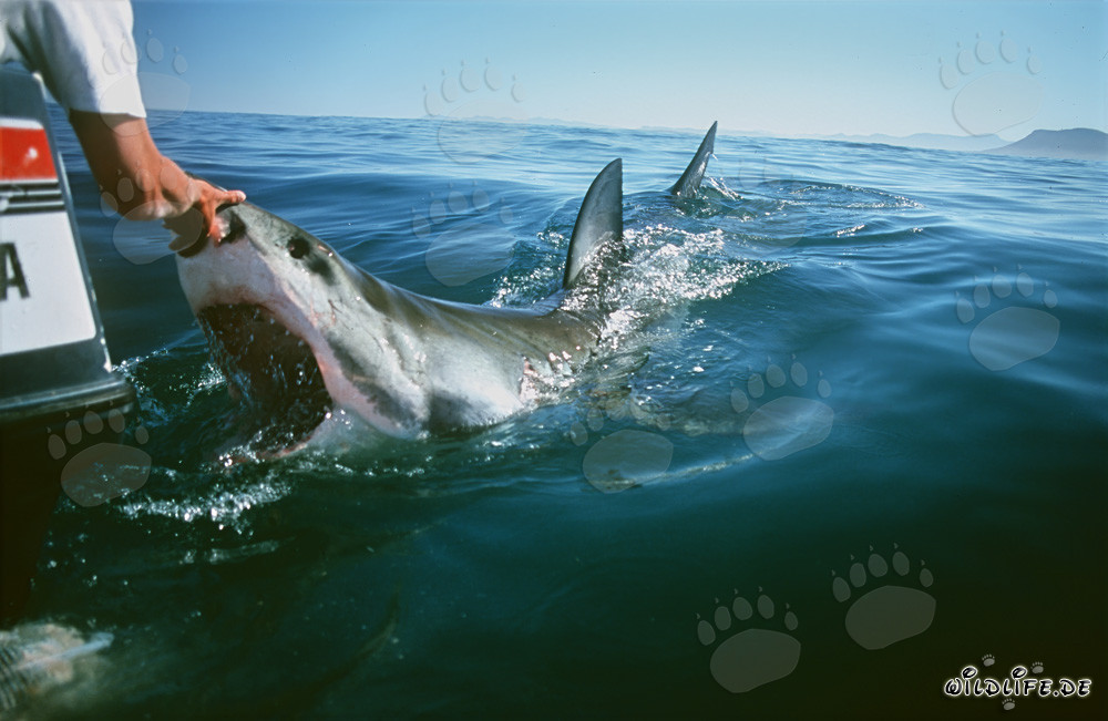 Requin blanc tente de mordre le moteur hors-bord