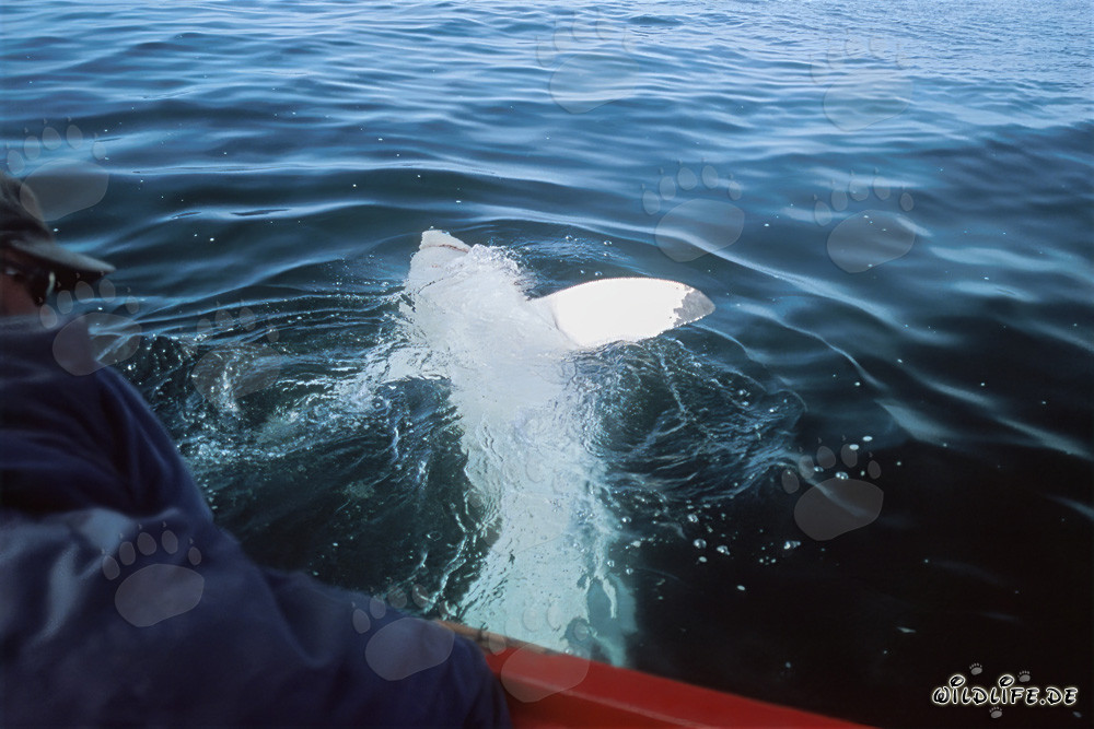Grand requin blanc impressionne avec son ventre imposant