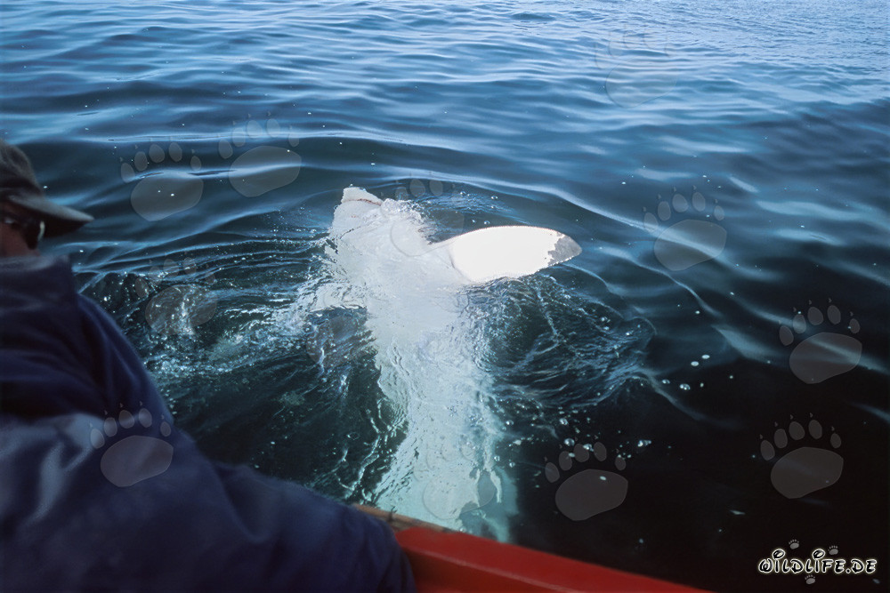 Impressive Great White Shark displaying its impressive underside