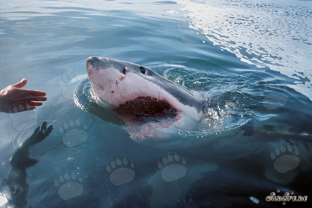 Impressive Great White Shark heading for the outboard engine