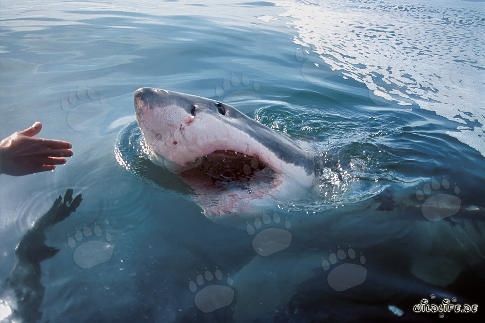 Grand requin blanc impressionnant se dirige vers le moteur hors-bord