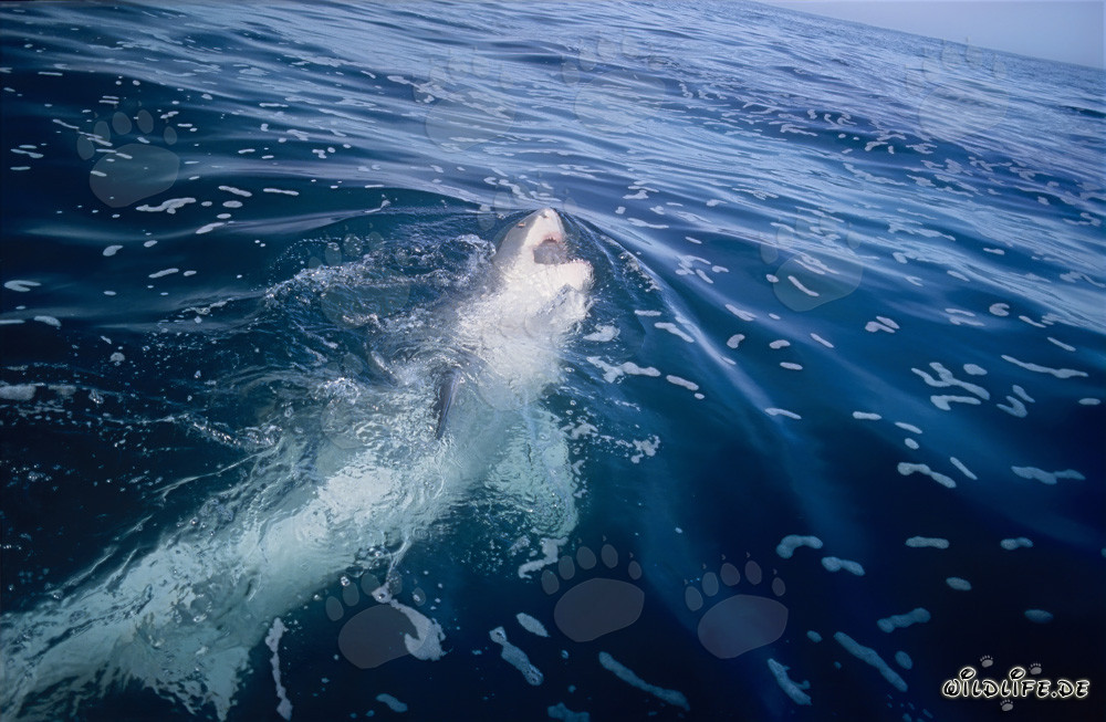 Grand requin blanc montre son impressionnant ventre blanc dans l'eau