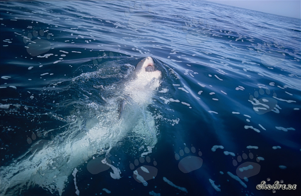 Majestic Great White Shark displays its impressive white underside in the water