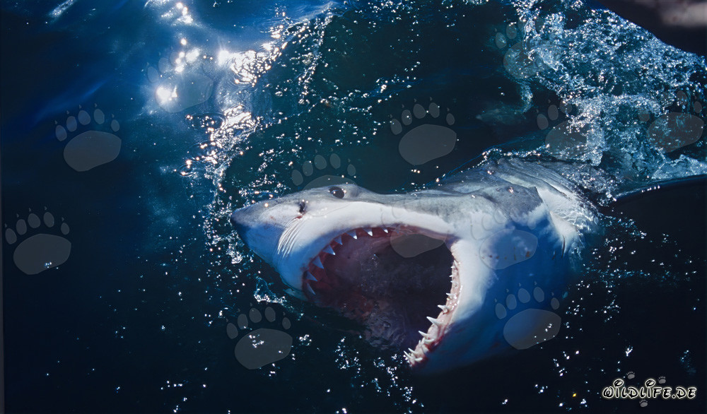 Grands requins blancs au large des côtes sud-africaines : redoutables chasseurs des mers
